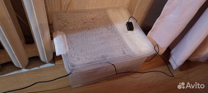 Эублефаров с террариумом