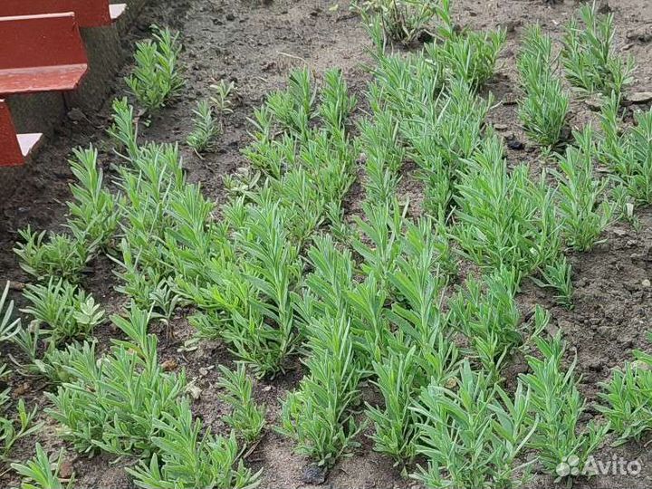 Лаванда саженцы