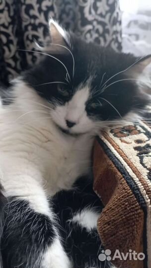 Кошка в дар