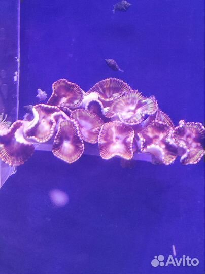 Морские кораллы для аквариума