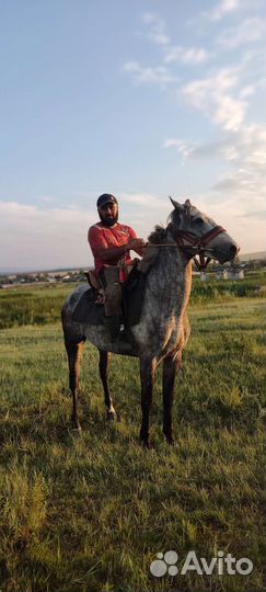 Жеребец орловский рысак