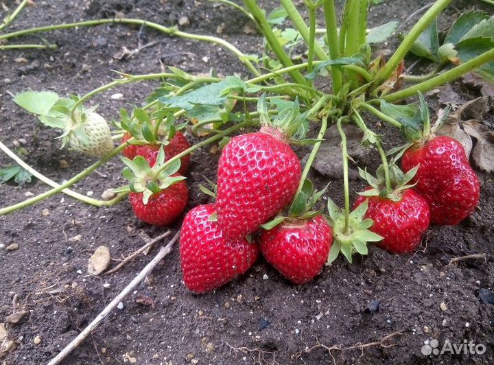 Продам рассаду клубники Хоней