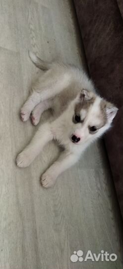 Щенок в добрые руки бесплатно