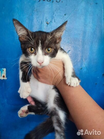 Мальчишка в добрые руки