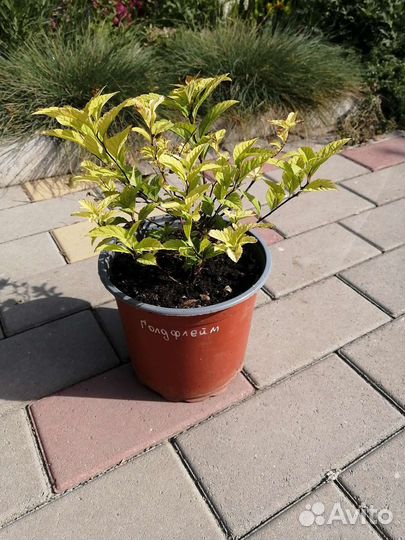 Спирея японская