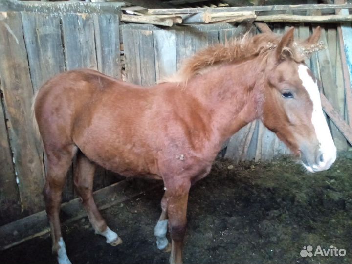 Кобыла с жеребёнком