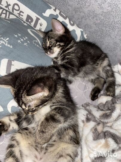 Коты бенгалы