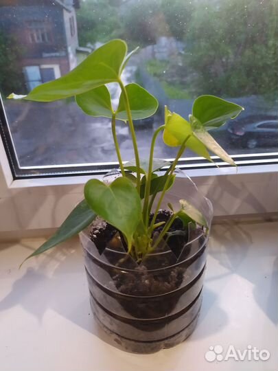 Комнатные растения цветы