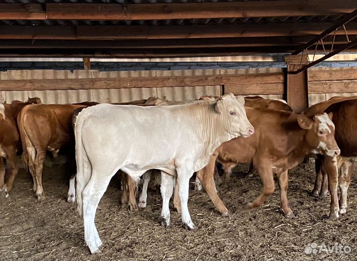 Продаются бычки