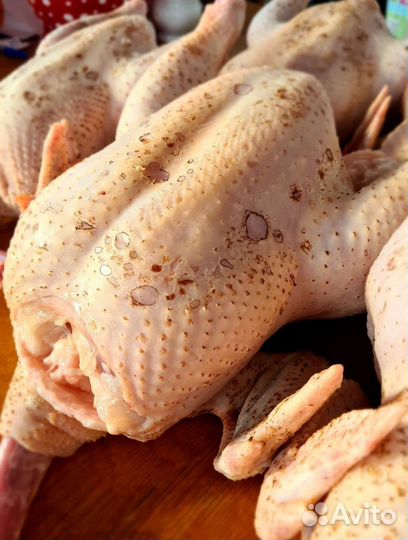 Домашнее мясо кур