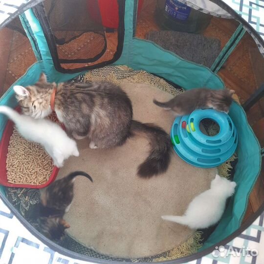 Молодая трёхцветная кошечка в добрые руки