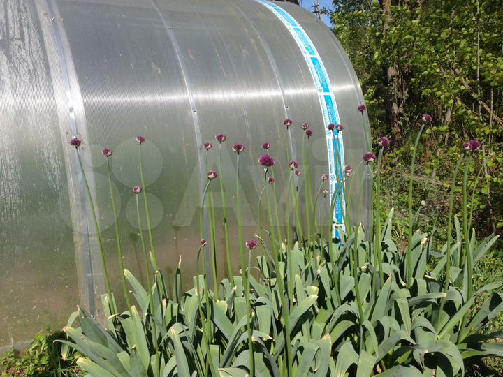 Участок 24 сот. (СНТ, ДНП)