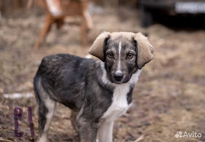 Щенок в добрые руки бесплатно