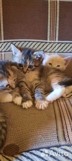 Котята в добрые руки 1 месяц