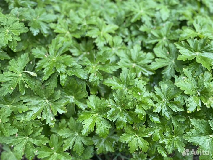 Герань садовая почвопокровная многолетник