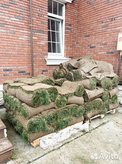 Рулонный газон 