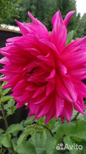 Георгины деленки и клубни