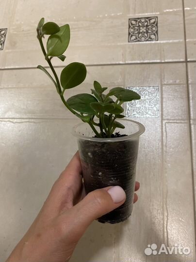 Гинура, эсхинантус мона лиза