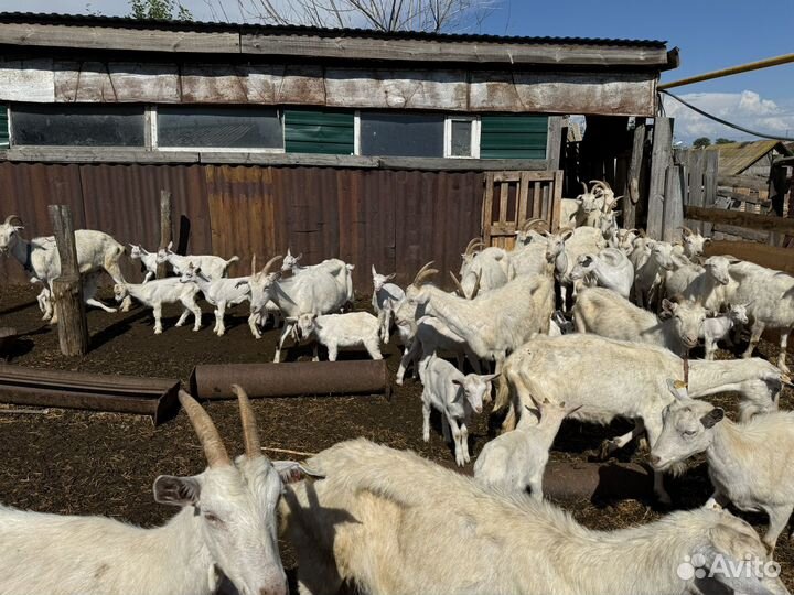 Продам стадо Коз