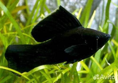 Сомы анциструсы и моллинезии велиферы, корм