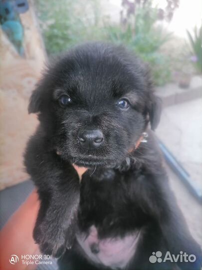 Собака в добрые руки отдам бесплатно