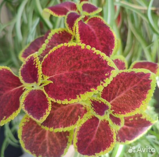 Колеусы вегетативные