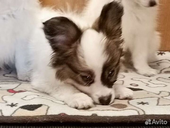 Щенки папильон