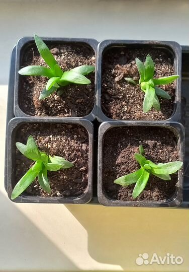 Хавортия ретуза, суккуленты