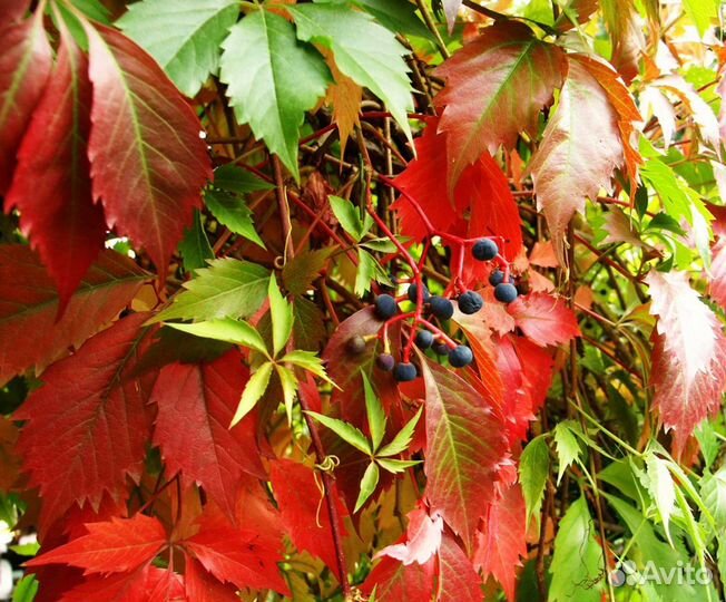 Виноград девичий