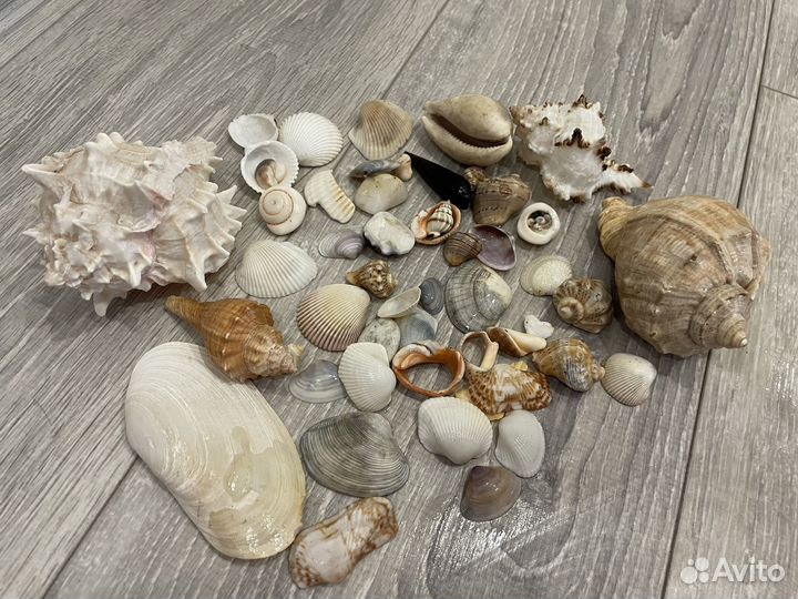 Ракушки и раковины морские