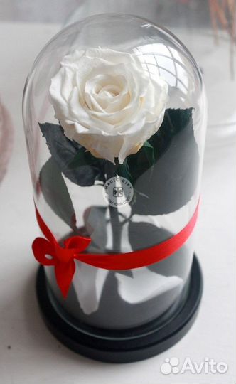 Роза в колбе. Много оттенков