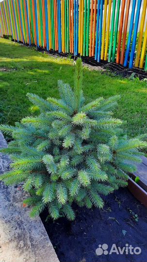 Голубая и зелёная ель продажа
