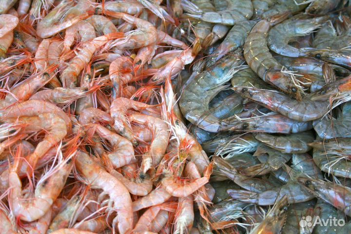Креветки лангустины