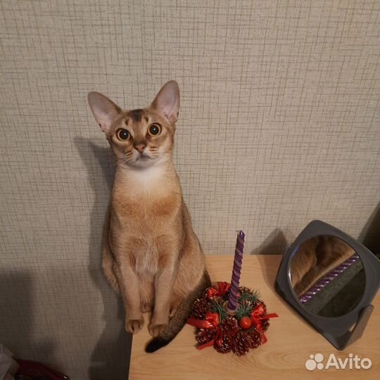 Абиссинская кошка ищет кота для случки