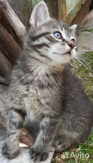 Милые котята ищут своих хозяев