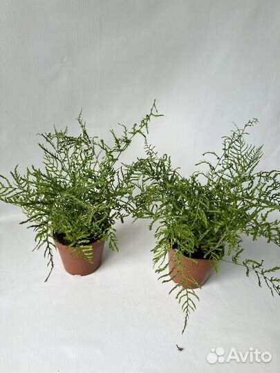 Папоротник комнатный