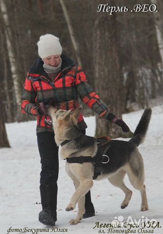 Дрессировка и воспитание собак