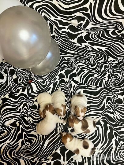 Джек Рассел терьер