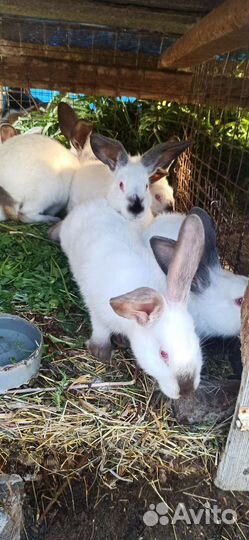 Калифорнийские кролики