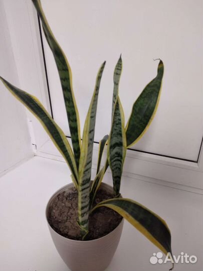 Сансевиерия