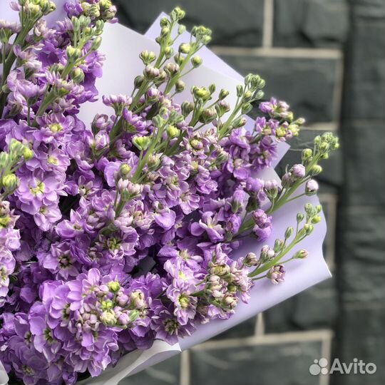 Цветы (матиолла)