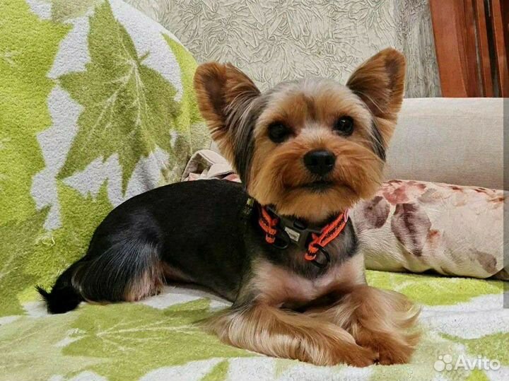 Стрижка и тримминг собак