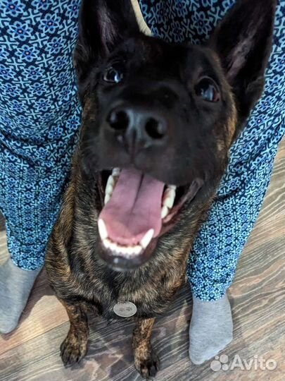 Кинолог, дрессировка щенков