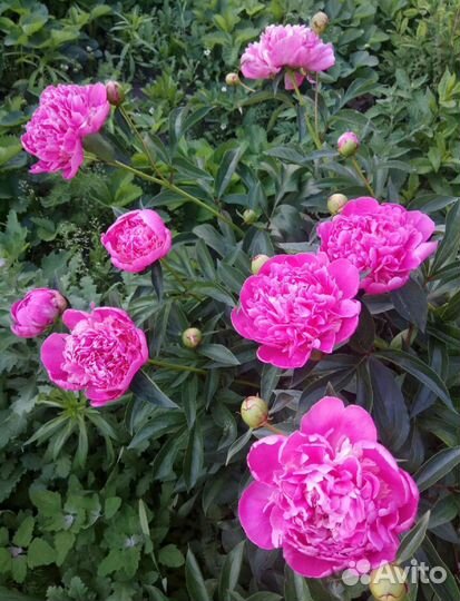 Пионы саженцы