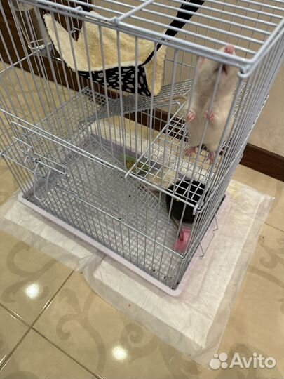 Крысы с клеткой