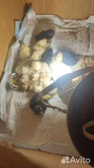 Цыплята суточные