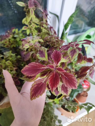 Растение колеус