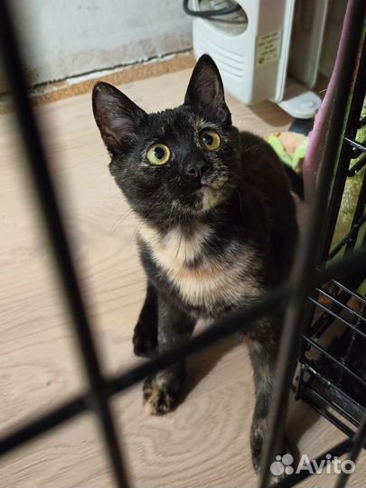 Котёнок Мисти