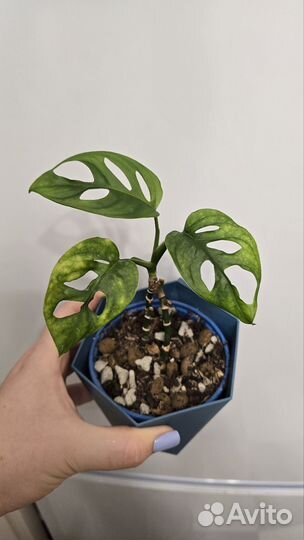 Монстера манки