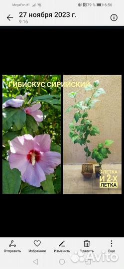 Гибискус саженцы